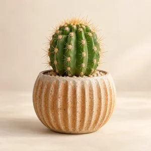 The Tiny Desert Cactus — generated product visualization