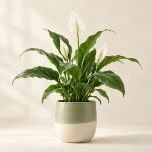 The A Little Peace Lily — generated product visualization