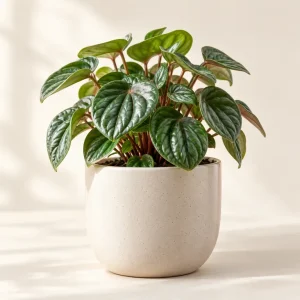 The Small Joy Peperomia — generated product visualization