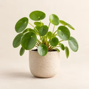 The Round Leaf Pilea — generated product visualization