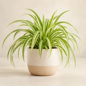 The Happy Little Spider Plant — generated product visualization