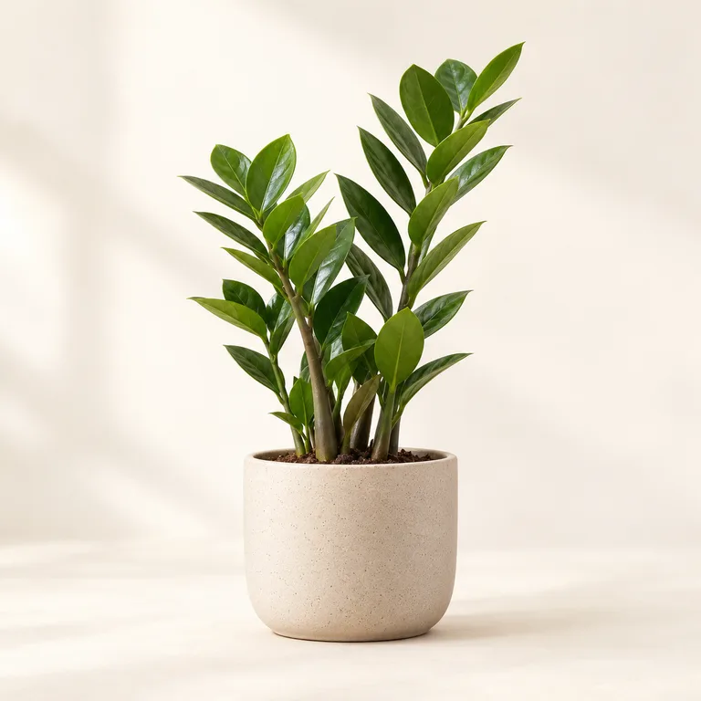 The Little Green ZZ Plant — generated product visualization